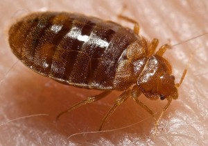 Bellevue Ne Bed Bug Control