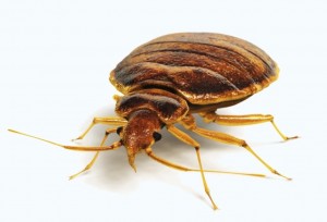 bedbug exterminators wichita ks