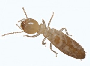 termite exterminators wichita ks