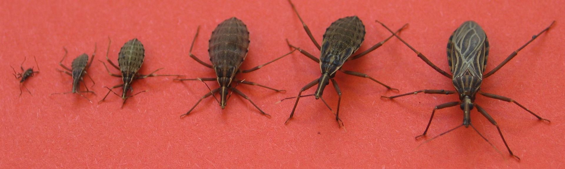 Picture of Kissing Bugs