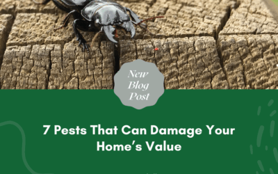 7 Pests That Can Damage Your Home’s Value