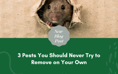 3 Pests You Should Never Try to Remove on Your Own