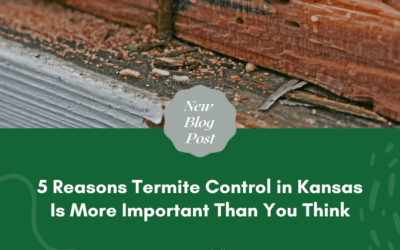 5 Reasons Termite Control in Kansas Is More Important Than You Think
