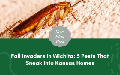 Fall Invaders in Wichita: 5 Pests That Sneak Into Kansas Homes