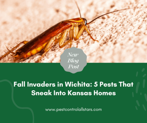 Fall Invder Insects Fall Invaders in Wichita: 5 Pests That Sneak Into Kansas Homes | All ...