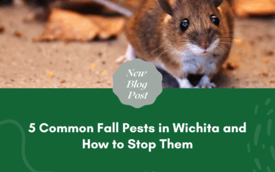 5 Common Fall Pests in Wichita and How to Stop Them