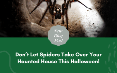 Don’t Let Spiders Take Over Your Haunted House This Halloween!