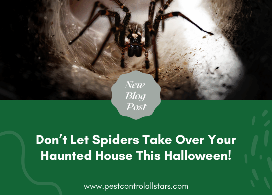 Don’t Let Spiders Take Over Your Haunted House This Halloween!