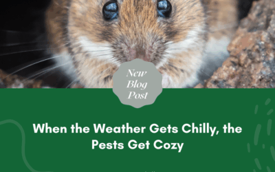 When the Weather Gets Chilly, the Pests Get Cozy
