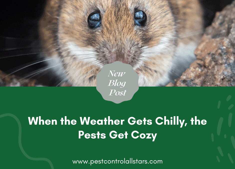 When the Weather Gets Chilly, the Pests Get Cozy