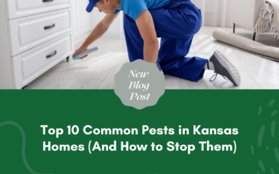 Top 10 Common Pests in Kansas Homes (And How to Stop Them)