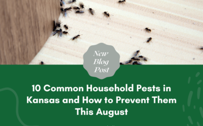 10 Common Household Pests in Kansas and How to Prevent Them This August